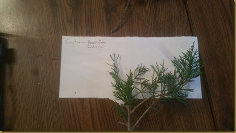 Trees 3