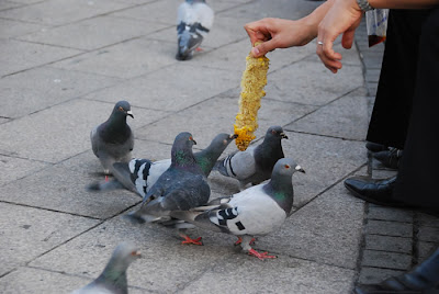 les passants nourissent les pigeons à Odori-koen - Sapporo