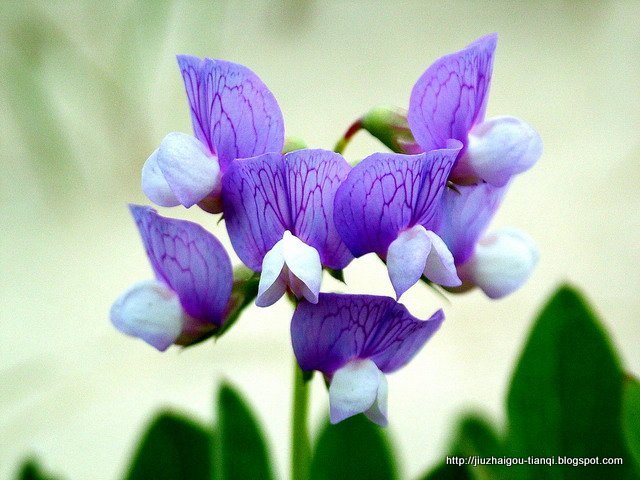 兰花 花:hua-09020112250247