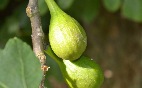 Standalone self pollinating fruit trees for alpharetta georgia include fig