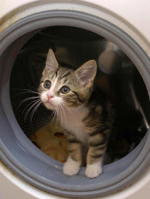 cat in washing-machine