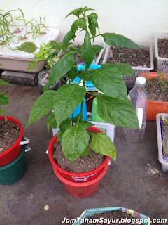 pokok cabai dalam nutripot