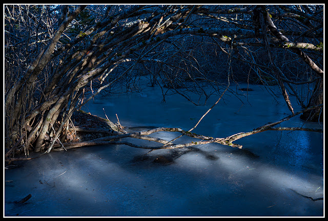 Freeze; Decay; Backyard; Nova Scotia; Ice