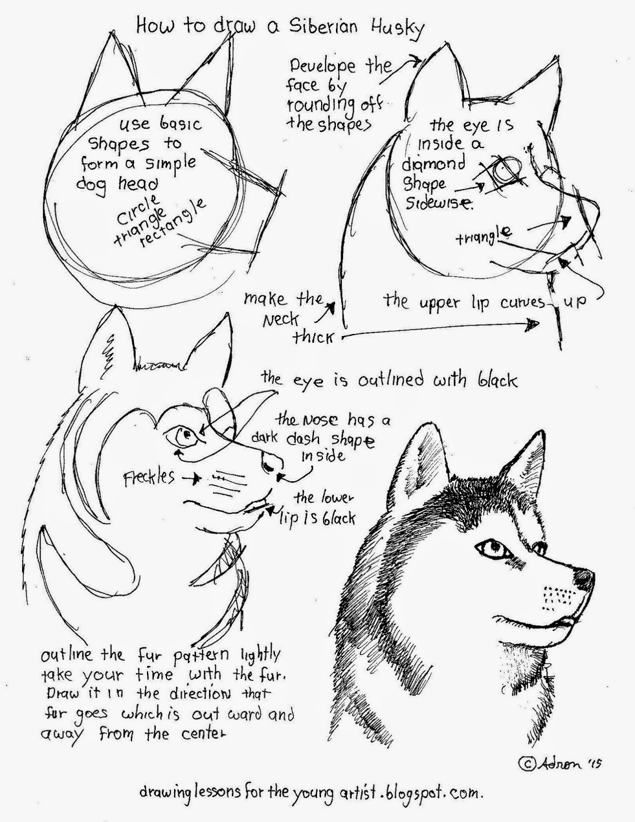 Download How to Draw Worksheets for The Young Artist: How to Draw A Siberian Husky Free Printable Worksheet