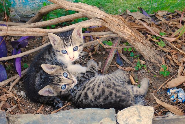 Feral Kittens,cats