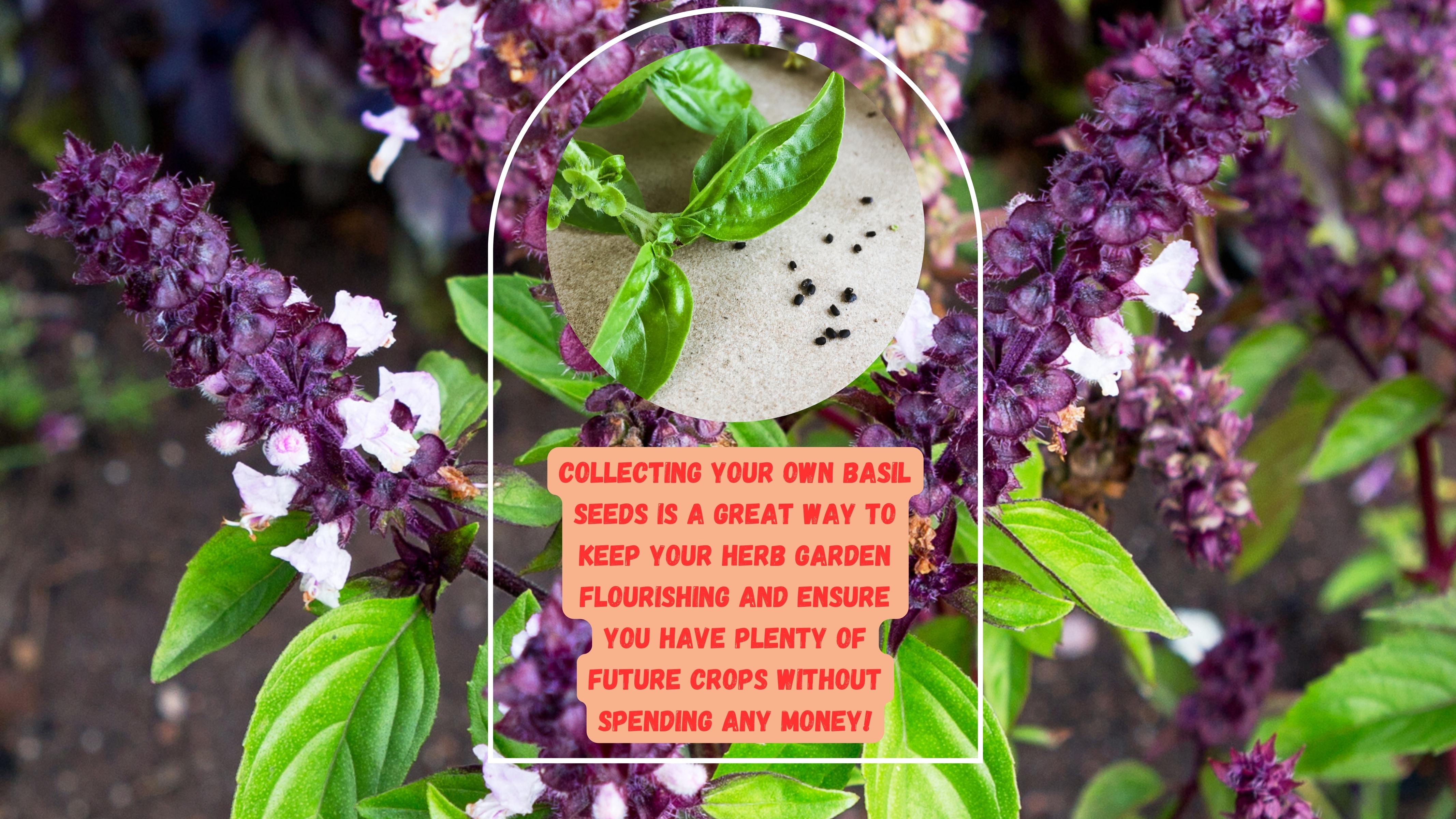 In the grand tapestry of gardening, collecting basil seeds is a thread that weaves resilience and continuity. It’s a declaration of independence from external sources, putting you in control of the destiny of your garden.