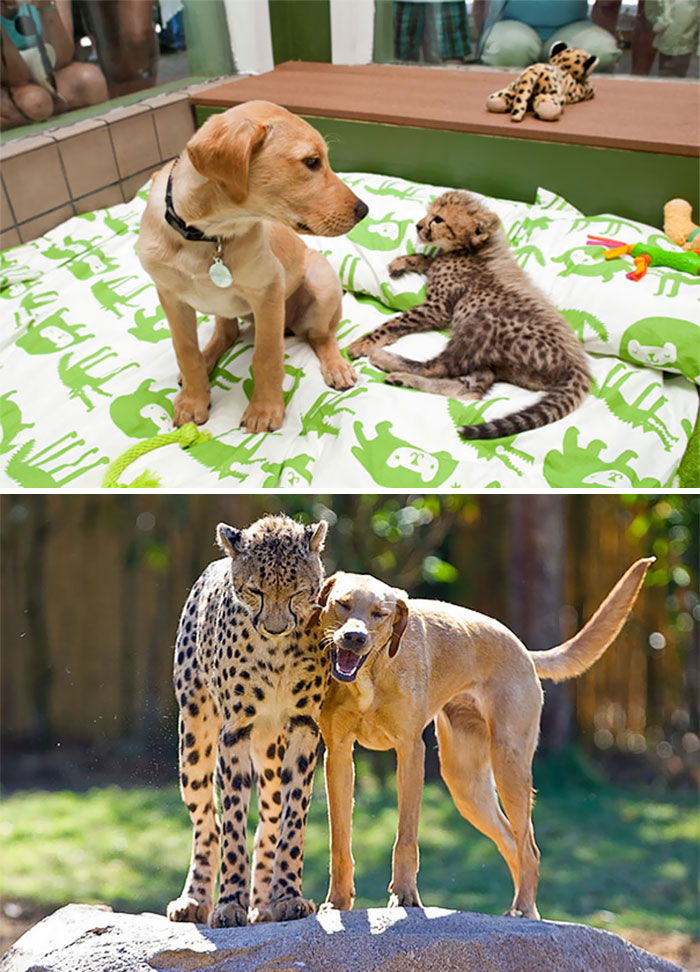 50 Heart-Warming Photos of Animals Growing Up Together - Kasi The Cheetah And Mtani The Labrador