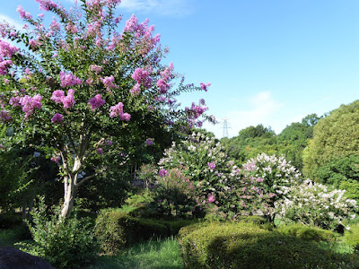 山田池公園のサルスベリ