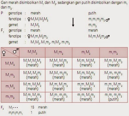 Warna biji gandum merah ditentukan oleh M1 dan M2, warna putih ditentukan oleh gen m1 dan m2