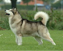 Alaskan Malamute Dog breed info