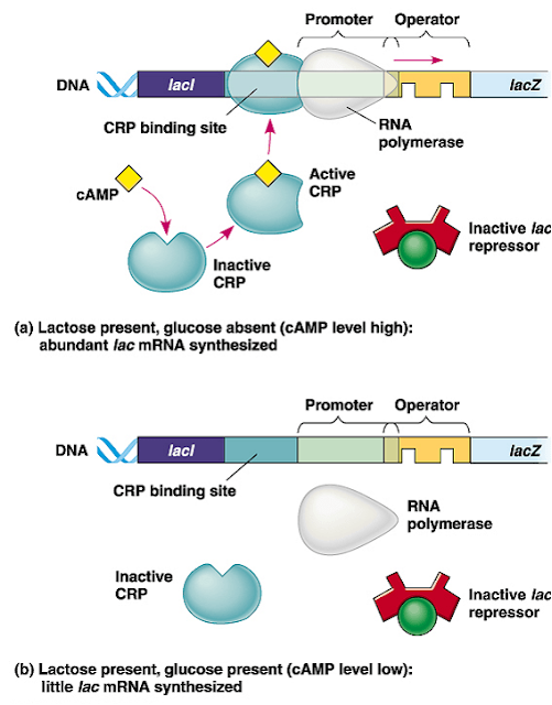 Mekanisme Kerja Lac Operon Pada Bakteri E coli
