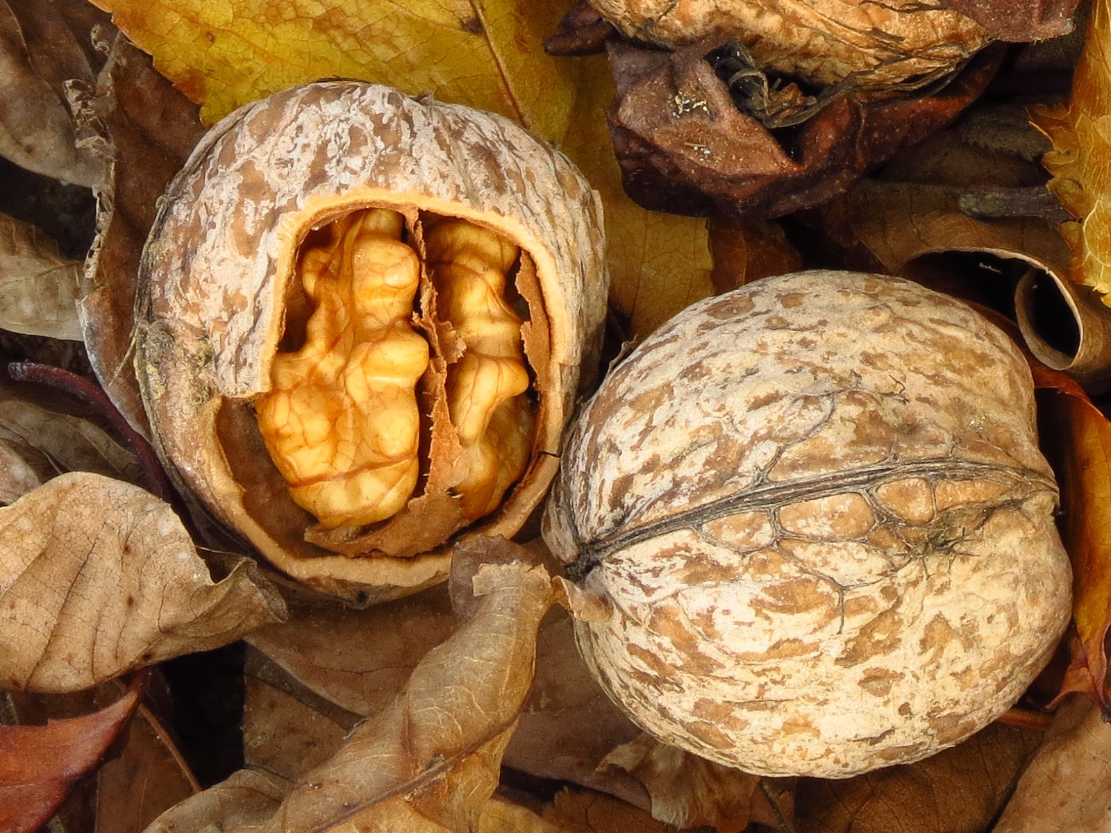 Resep Dunia: Gambar Kacang Walnut