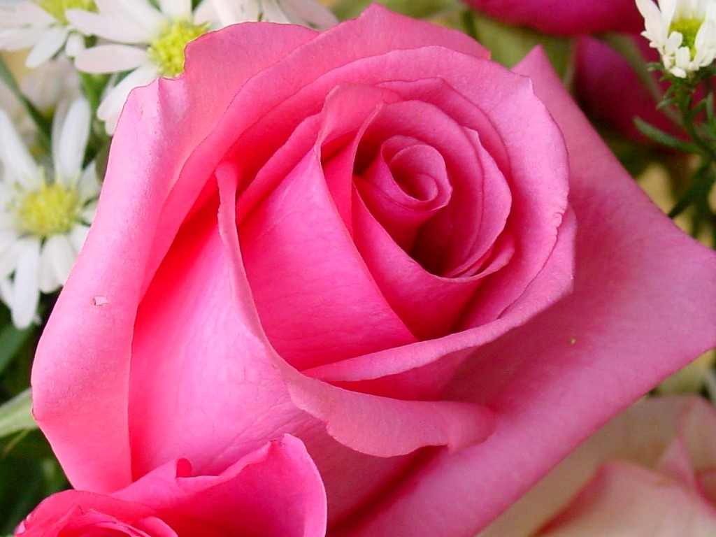  Gambar  Koleksi Gambar  Bunga  Mawar  Cantik Indah Taman Pink 