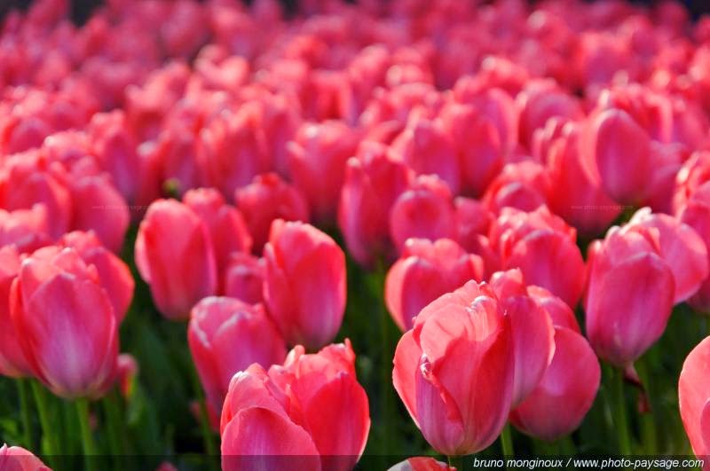 Foto Gambar Bunga Tulip Warna Pink