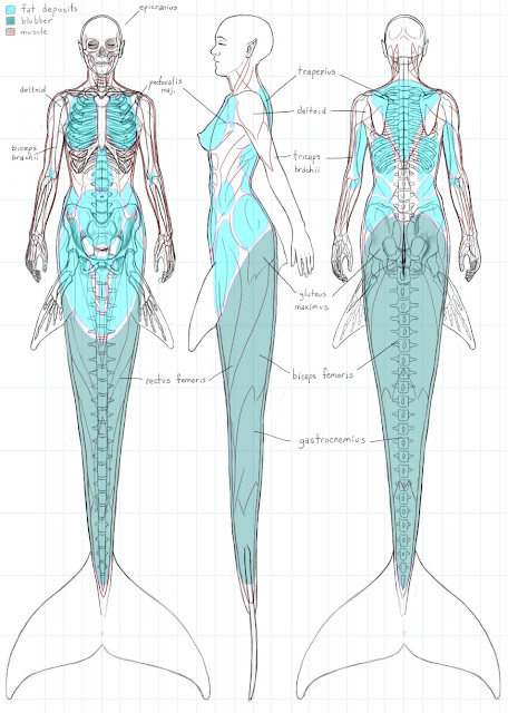 Anatomía de una Sirena