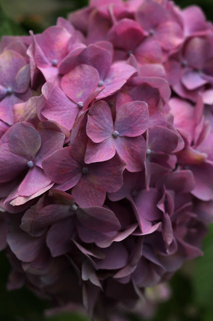 Flor de hortensia