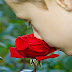 ¿Por qué las rosas huelen tan bien?