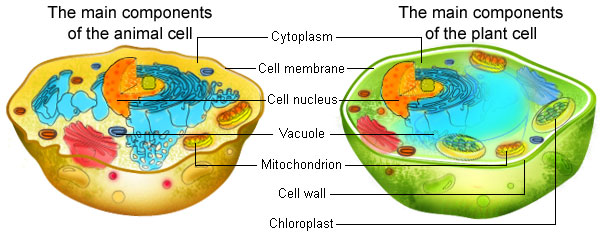 Animal Cell And Plant Cell Differences. Has a cell membrane which