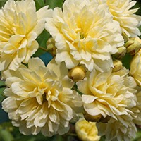 Rosa banksiae lutea