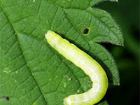 Kisah Ulat Dan Daun