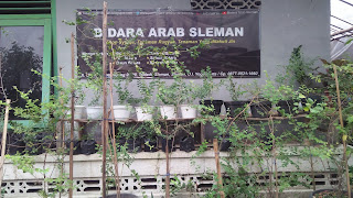 Bidara Arab Sleman