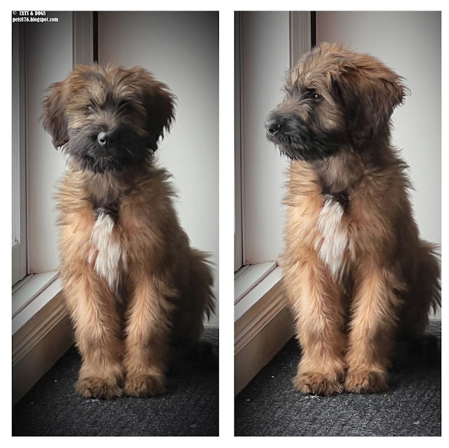 briard