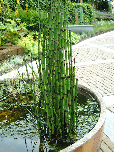 Bamboo In An Oriental Pot