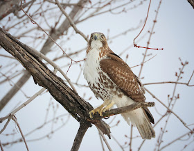 An immature red-tail showing off its beautiful plumage in winter.