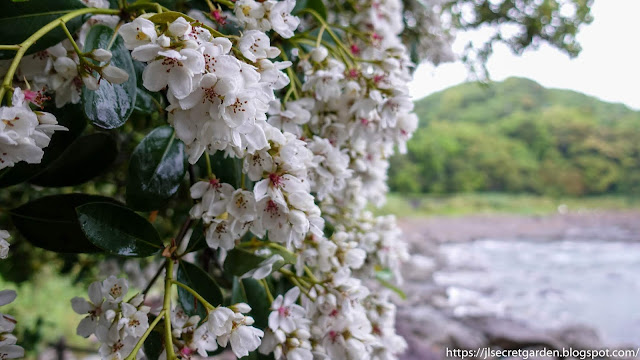 Shikoku Saga park cherry blossom