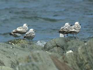 Larus delawarensis - Goéland à bec cerclé