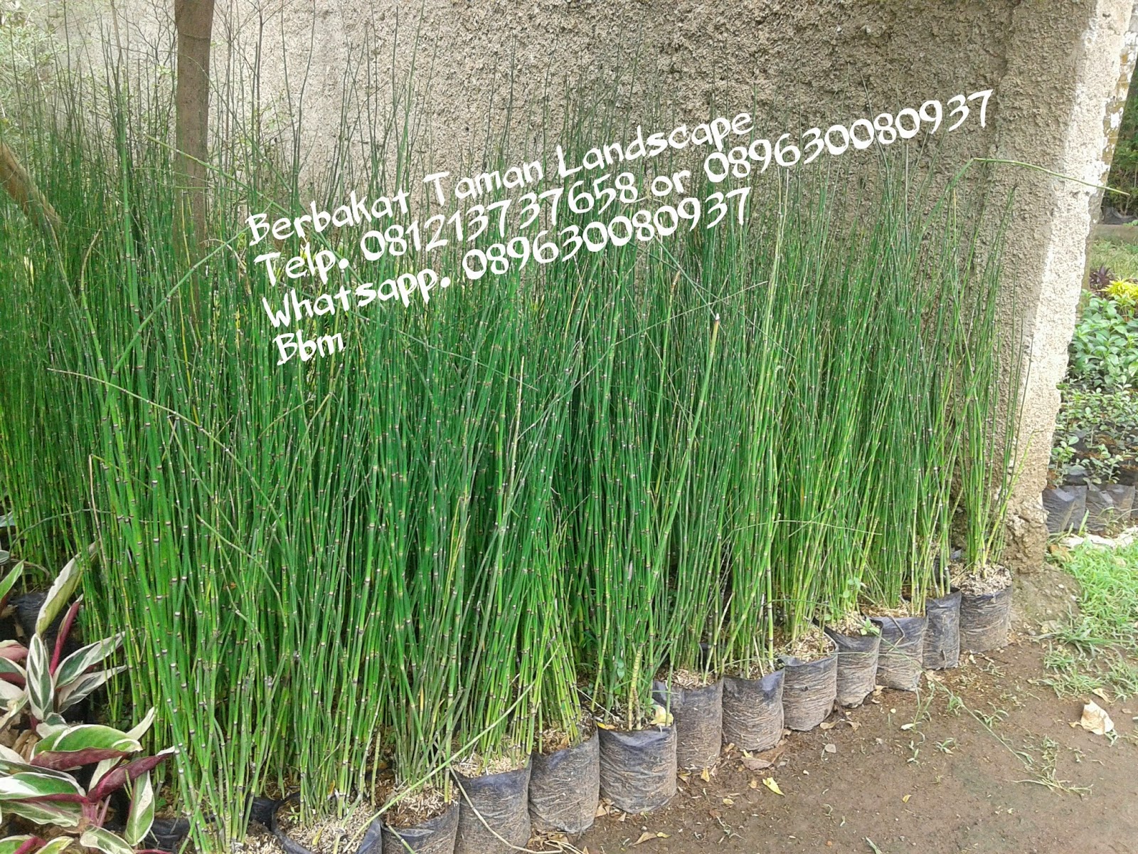  Jual  Pohon Bambu  Air  Tanaman Hias Minimalis Murah 