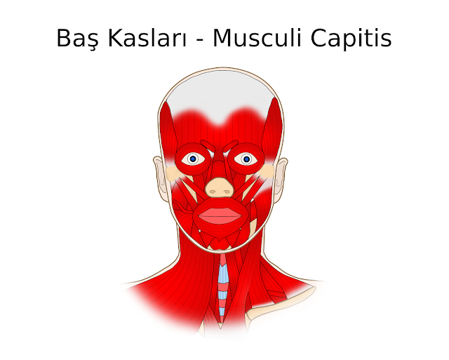 Baş kasları - musculi capitis