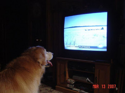 Pets watching TV Seen On www.coolpicturegallery.us