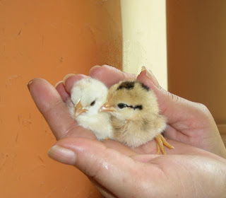 baby chicks, La Ceiba, Honduras