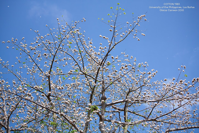 Cotton Tree #2