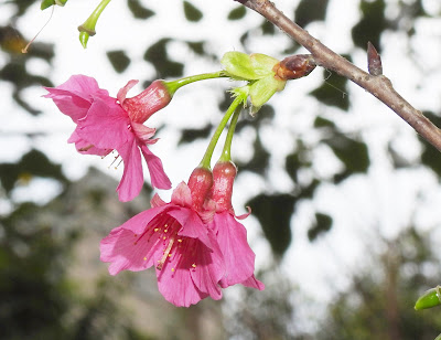 山櫻花的花