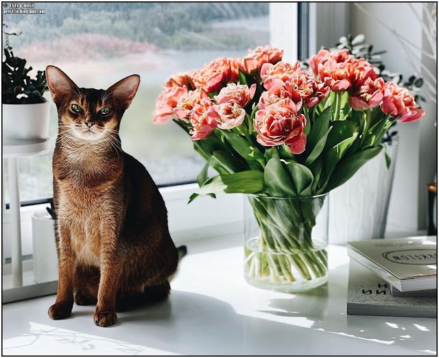 abyssinian cat