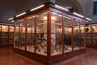 Museo di Storia Naturale Zoologia - La Specola