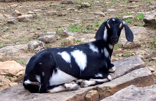 This black and white Nubian doe is lying on a warm rock. She is enjoying the sunshine.