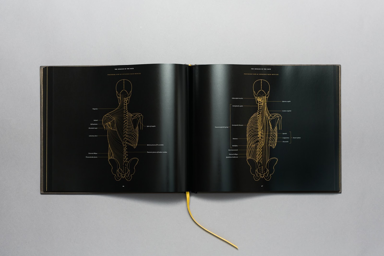 http://morbidanatomy.bigcartel.com/product/anatomy-in-black-by-emily-evans-preorder