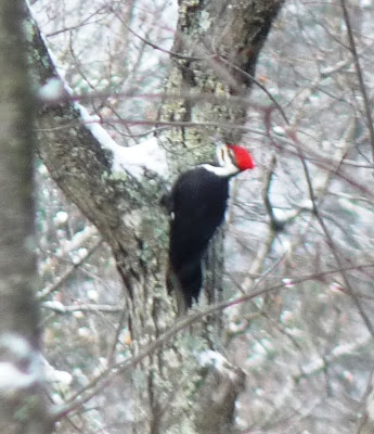 male pileated woodpecker