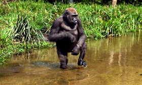 'Much-derided theory' of human evolution from aquatic apes resurfaces