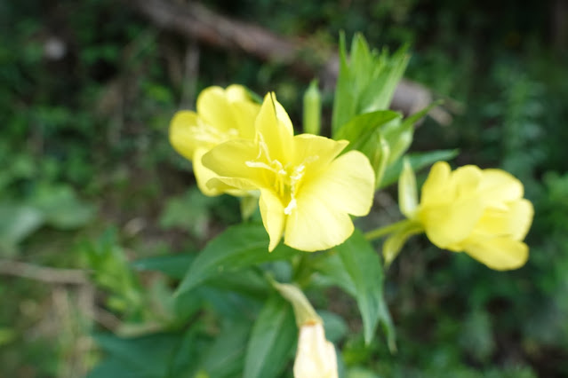 雌待宵草（メマツヨイグサ）