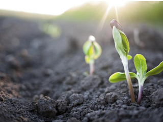 http://www.vix.com/es/btg/curiosidades/2011/07/27/como-respiran-las-plantas