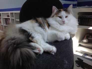 Norwegian Forest Cat pic seat on chair