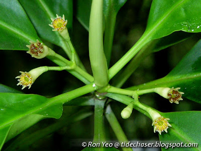 Lenggadai (Bruguiera parviflora)