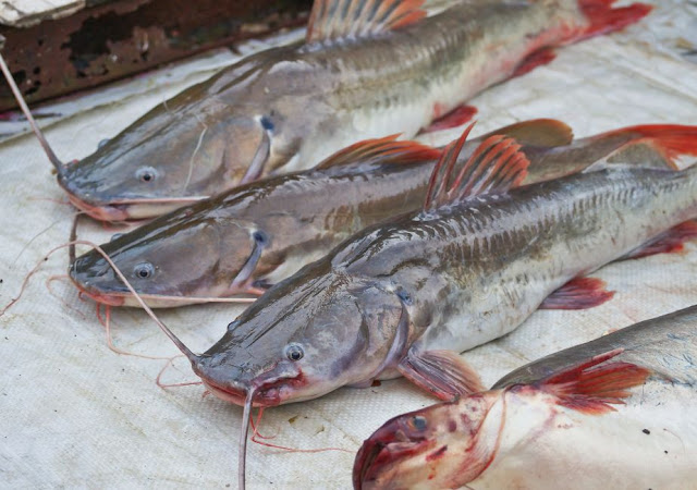 Ikan Baung Ekor Merah