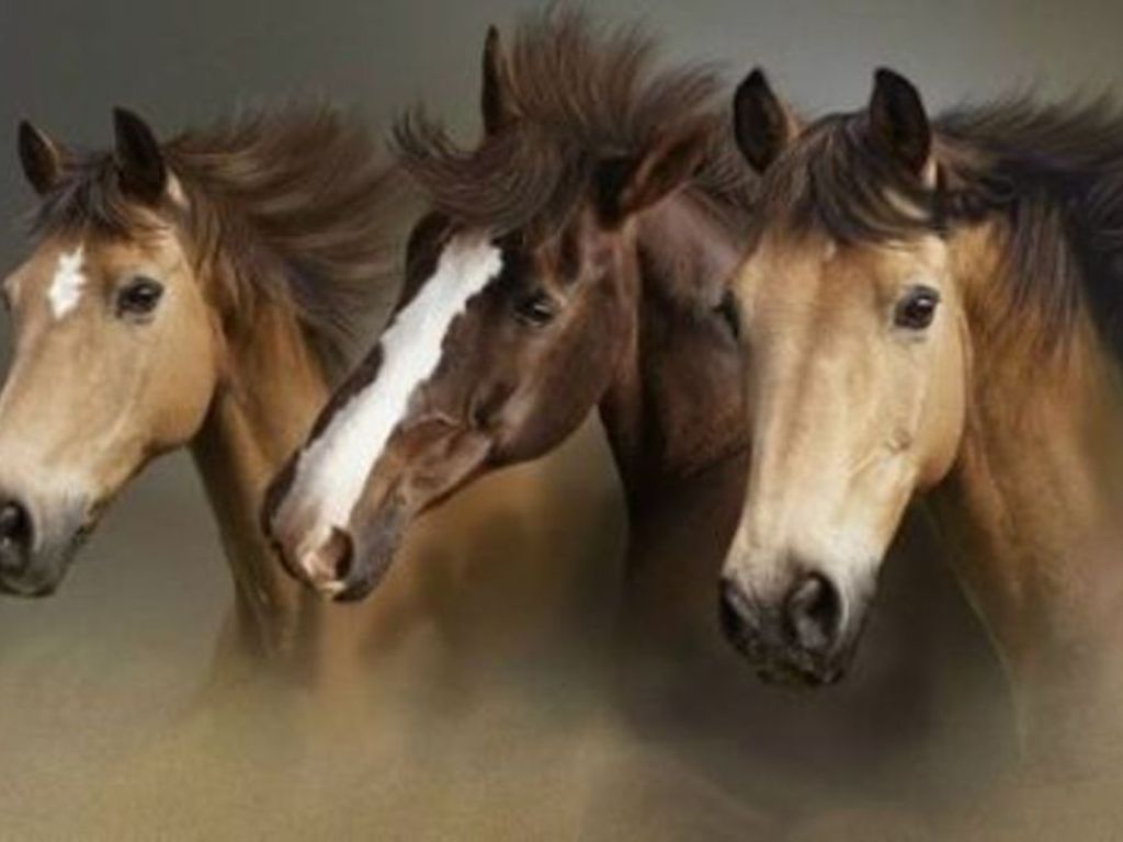 Beautiful Wallpapers: wild horses wallpapers