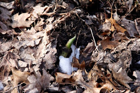 (barely) emergent skunk cabbage