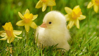 Spring chicken nature desktop wallpaper